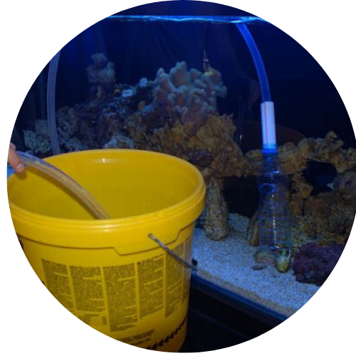 Aquarium Maintenance Shot