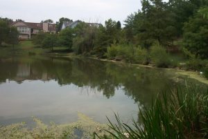 Various Lakes we provide treatment for